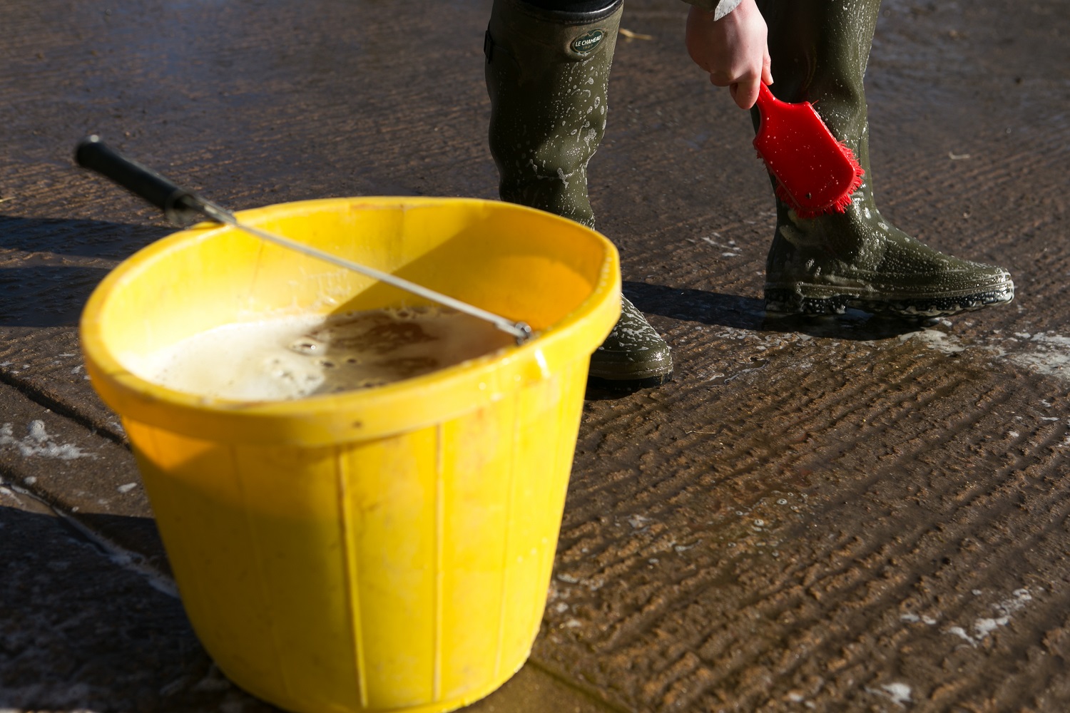 Yellow bucket full of disinfectant and someone cleaning their wellington boots with red brush